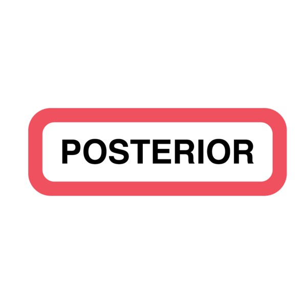 Position Labels - Posterior 1/2" x 1-1/2" White w/Red & Black